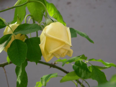 Abschied von Maréchal Niel DSCN9047.JPG