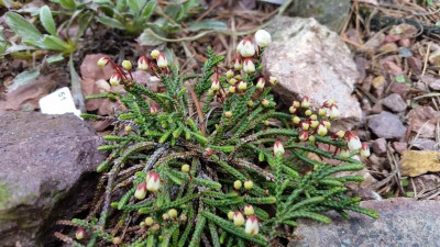 Cassiope lycopodioides 21.04.17.jpg