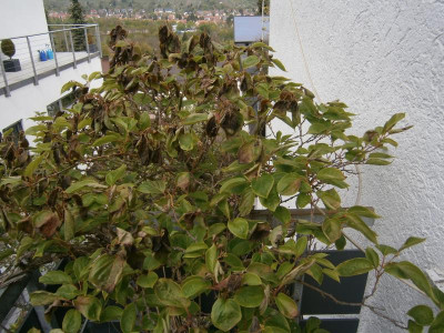 minikiwi 001.JPG