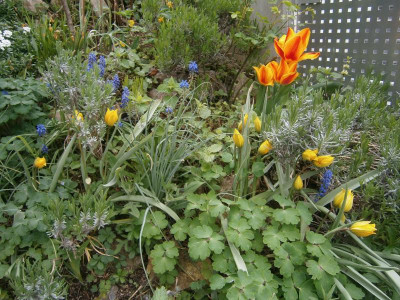 blüten april17 001.JPG
