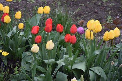 gemischte_tulpen.jpg