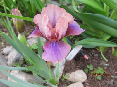 IMG_2855 small.jpg
