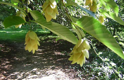 Ostrya_carpinifolia1b.jpg