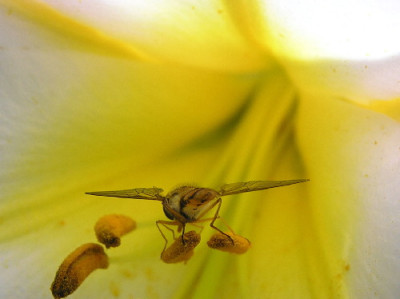 Lilienduft-1a.jpg