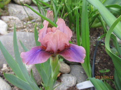 IMG_2856 small.jpg