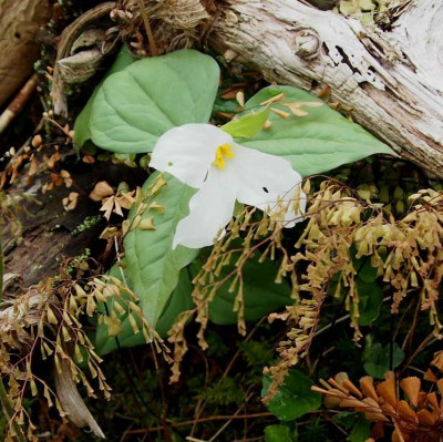 Trillium grandiflorum 2017.jpg