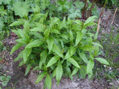 Phlox amplifolia Pöppel.JPG