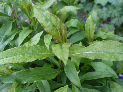 Austrieb P amplifolia Pöppel.JPG