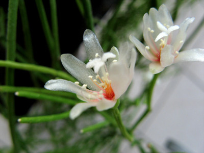 Cac_Rhipbluete1206a.jpg
