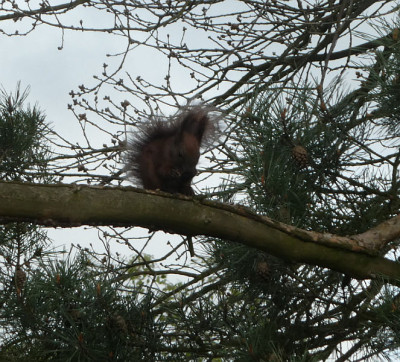 Eichhörnchen 170422.jpg