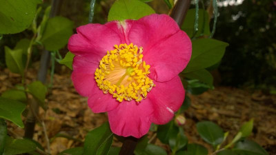 WP_20170421_018 Camellia japonica Kuni No Hikari.jpg