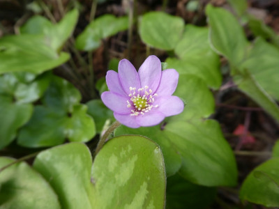 letzte Blüte 179421.jpg