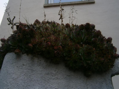 Leonberg 008.JPG