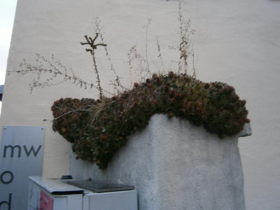 Leonberg 003.JPG