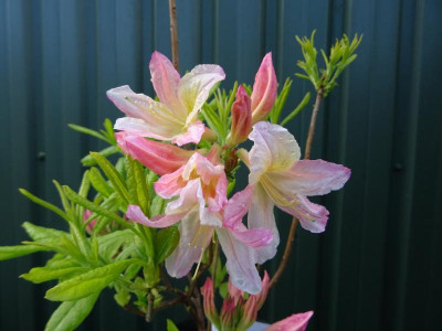 Azalea Knap Hill Unbekannte KnapHill Sorte.JPG