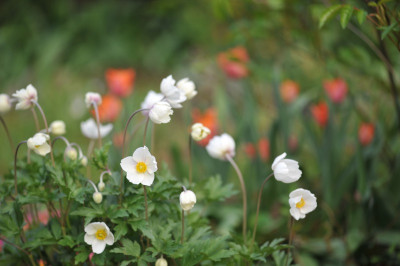 Anemone sylvestris.jpg