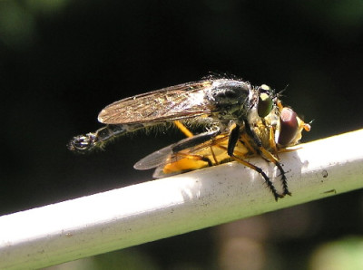 Raubfliege-1a.jpg