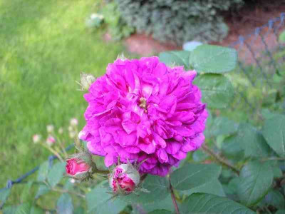 Russelliana_klein_P5300017.jpg
