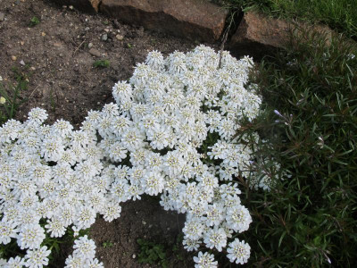 Frühlingsgruss 23.4.17 ue.JPG
