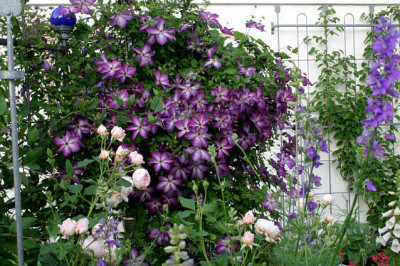 Cl.vit.Venosa Violacea0807b.jpg