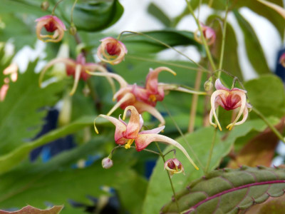 2017-04-23 Epimedium 'Maeglin'.jpg