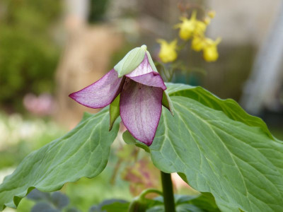 2017-04-23 Trillium erectum.jpg