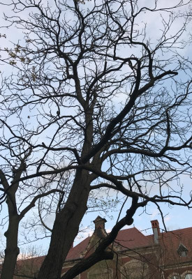 Gymnocladus dioicus B 04-2017.jpg