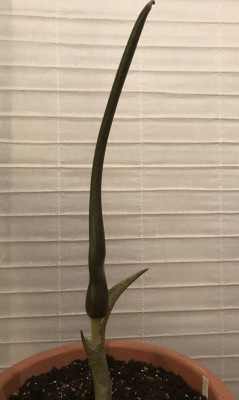 Typhonium venosum Indian Giant 04-2017.jpg
