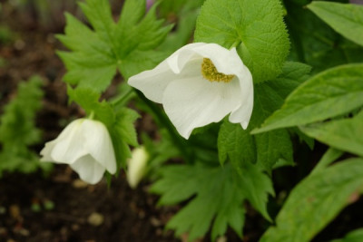 Glaucidium palmatum alba.JPG