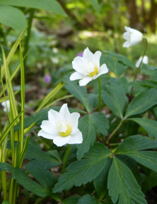 2017-04-24 Anemone nemorosa 'Vestal' 1.jpg
