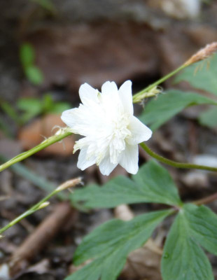 2017-04-24 Anemone nemorosa 'Alba Plena'.jpg