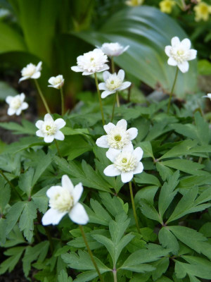 2017-04-24 Anemone nemorosa 'Lehna' 1.jpg