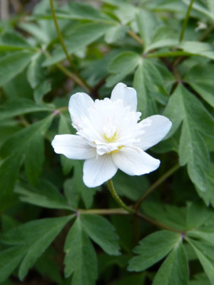 2017-04-24 Anemone nemorosa 'Pink Delight' 1.jpg