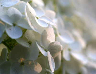 Hortensie-Annabell-vertraum.jpg