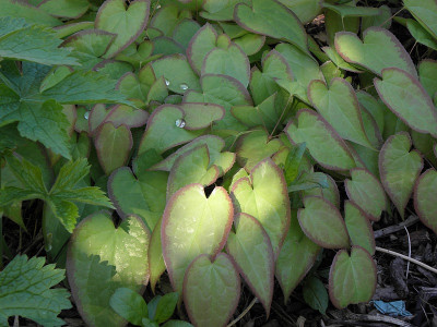 Epimedium.Akakage.Mai.jpg
