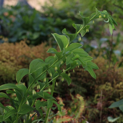 GidW - Polygonatum falcatum.jpg