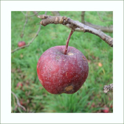 APFEL_MI_0612_RI.jpg