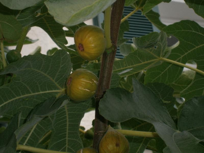 Feigenbaum Stgt Parlerstr 004.JPG