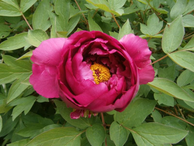 bienenhaus 003.JPG