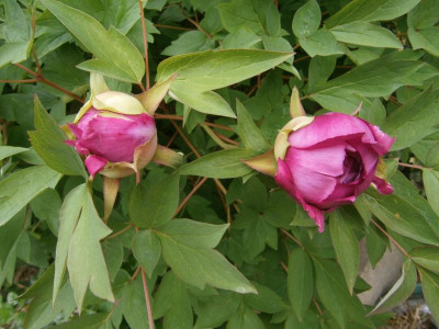 bienenhaus 002.JPG