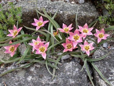 Tulipa aucheriana 24.04.17.JPG