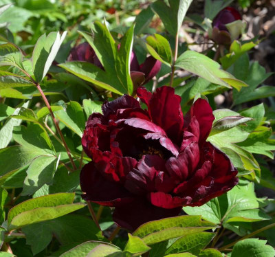 Paeonia-Mo Run Jue Lun.17-3.jpg