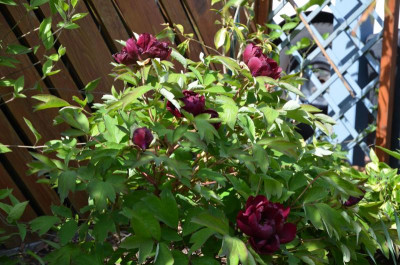 Paeonia-Mo Run Jue Lun.17-4.jpg