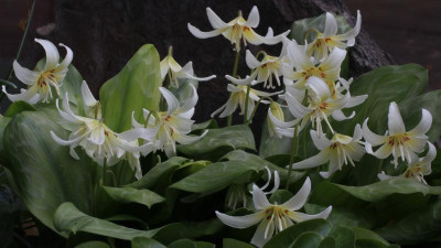 GidW - WHITE BEAUTY.jpg