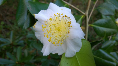 WP_20170425_038 Camellia japonica Tenko.jpg