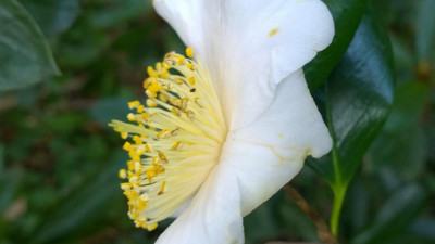 WP_20170425_043 Camellia japonica Tenko.jpg