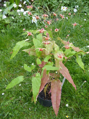2017-04-25 Epimedium 'Maeglin'.jpg