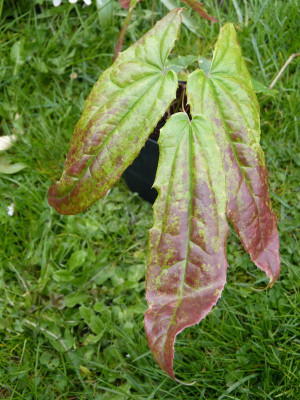 2017-04-25 Epimedium wushanense nova CC 014193.jpg