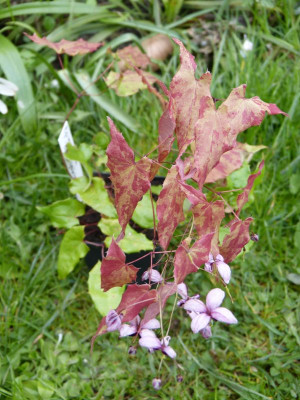 2017-04-25 Epimedium 'Kaguyahime'.jpg