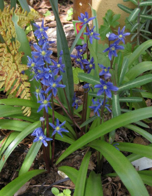 016 Scilla amoena.jpg